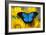 Australian Mountain Blue Swallowtail Butterfly on sunflower-Darrell Gulin-Framed Photographic Print