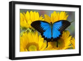 Australian Mountain Blue Swallowtail Butterfly on sunflower-Darrell Gulin-Framed Photographic Print