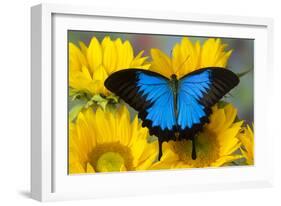 Australian Mountain Blue Swallowtail Butterfly on sunflower-Darrell Gulin-Framed Photographic Print