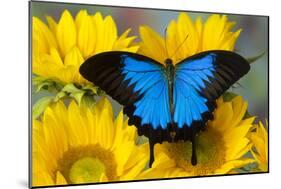 Australian Mountain Blue Swallowtail Butterfly on sunflower-Darrell Gulin-Mounted Photographic Print