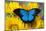 Australian Mountain Blue Swallowtail Butterfly on sunflower-Darrell Gulin-Mounted Photographic Print