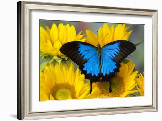 Australian Mountain Blue Swallowtail Butterfly on sunflower-Darrell Gulin-Framed Photographic Print