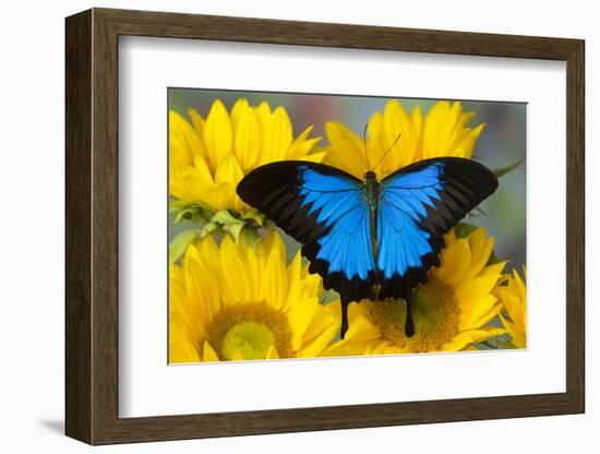 Australian Mountain Blue Swallowtail Butterfly on sunflower-Darrell Gulin-Framed Photographic Print