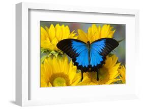 Australian Mountain Blue Swallowtail Butterfly on sunflower-Darrell Gulin-Framed Photographic Print