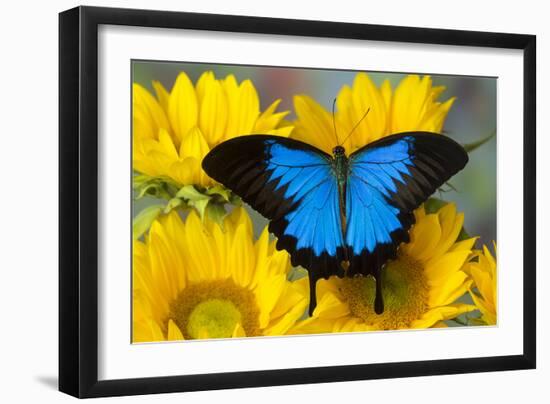 Australian Mountain Blue Swallowtail Butterfly on sunflower-Darrell Gulin-Framed Premium Photographic Print