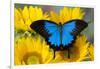 Australian Mountain Blue Swallowtail Butterfly on sunflower-Darrell Gulin-Framed Premium Photographic Print