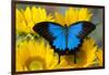 Australian Mountain Blue Swallowtail Butterfly on sunflower-Darrell Gulin-Framed Premium Photographic Print