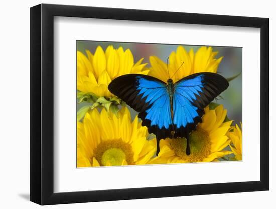 Australian Mountain Blue Swallowtail Butterfly on sunflower-Darrell Gulin-Framed Premium Photographic Print