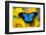 Australian Mountain Blue Swallowtail Butterfly on sunflower-Darrell Gulin-Framed Premium Photographic Print