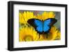 Australian Mountain Blue Swallowtail Butterfly on sunflower-Darrell Gulin-Framed Premium Photographic Print