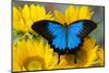 Australian Mountain Blue Swallowtail Butterfly on sunflower-Darrell Gulin-Mounted Premium Photographic Print