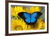 Australian Mountain Blue Swallowtail Butterfly on sunflower-Darrell Gulin-Framed Photographic Print