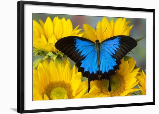 Australian Mountain Blue Swallowtail Butterfly on sunflower-Darrell Gulin-Framed Photographic Print