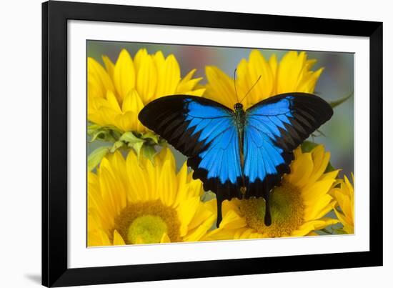 Australian Mountain Blue Swallowtail Butterfly on sunflower-Darrell Gulin-Framed Photographic Print