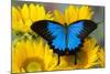 Australian Mountain Blue Swallowtail Butterfly on sunflower-Darrell Gulin-Mounted Photographic Print