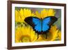 Australian Mountain Blue Swallowtail Butterfly on sunflower-Darrell Gulin-Framed Photographic Print