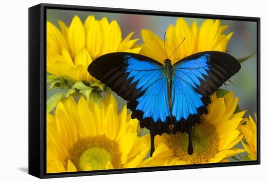 Australian Mountain Blue Swallowtail Butterfly on sunflower-Darrell Gulin-Framed Stretched Canvas