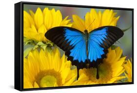 Australian Mountain Blue Swallowtail Butterfly on sunflower-Darrell Gulin-Framed Stretched Canvas
