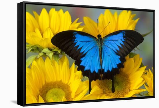 Australian Mountain Blue Swallowtail Butterfly on sunflower-Darrell Gulin-Framed Stretched Canvas