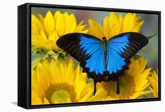 Australian Mountain Blue Swallowtail Butterfly on sunflower-Darrell Gulin-Framed Stretched Canvas