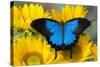 Australian Mountain Blue Swallowtail Butterfly on sunflower-Darrell Gulin-Stretched Canvas