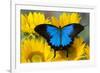 Australian Mountain Blue Swallowtail Butterfly on sunflower-Darrell Gulin-Framed Premium Photographic Print
