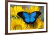 Australian Mountain Blue Swallowtail Butterfly on sunflower-Darrell Gulin-Framed Premium Photographic Print