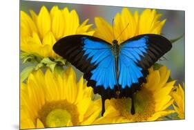 Australian Mountain Blue Swallowtail Butterfly on sunflower-Darrell Gulin-Mounted Premium Photographic Print