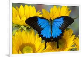 Australian Mountain Blue Swallowtail Butterfly on sunflower-Darrell Gulin-Framed Photographic Print