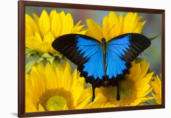 Australian Mountain Blue Swallowtail Butterfly on sunflower-Darrell Gulin-Framed Photographic Print