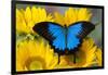 Australian Mountain Blue Swallowtail Butterfly on sunflower-Darrell Gulin-Framed Photographic Print