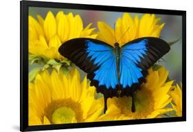 Australian Mountain Blue Swallowtail Butterfly on sunflower-Darrell Gulin-Framed Photographic Print