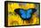 Australian Mountain Blue Swallowtail Butterfly on sunflower-Darrell Gulin-Framed Stretched Canvas