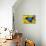 Australian Mountain Blue Swallowtail Butterfly on sunflower-Darrell Gulin-Stretched Canvas displayed on a wall