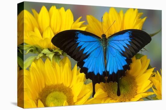 Australian Mountain Blue Swallowtail Butterfly on sunflower-Darrell Gulin-Stretched Canvas