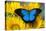 Australian Mountain Blue Swallowtail Butterfly on sunflower-Darrell Gulin-Stretched Canvas