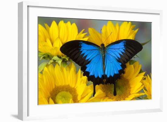 Australian Mountain Blue Swallowtail Butterfly on sunflower-Darrell Gulin-Framed Photographic Print