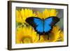 Australian Mountain Blue Swallowtail Butterfly on sunflower-Darrell Gulin-Framed Photographic Print