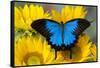 Australian Mountain Blue Swallowtail Butterfly on sunflower-Darrell Gulin-Framed Stretched Canvas