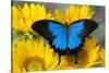 Australian Mountain Blue Swallowtail Butterfly on sunflower-Darrell Gulin-Stretched Canvas