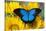 Australian Mountain Blue Swallowtail Butterfly on sunflower-Darrell Gulin-Stretched Canvas