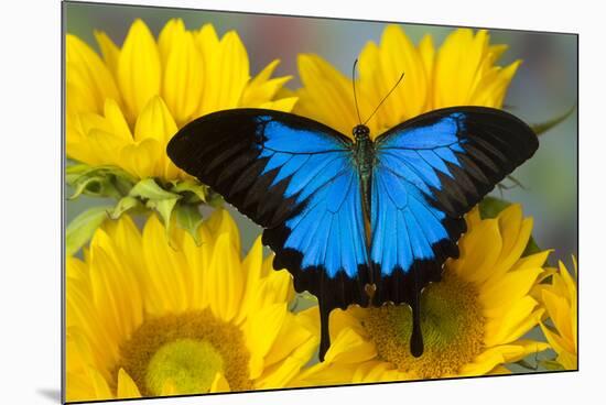 Australian Mountain Blue Swallowtail Butterfly on sunflower-Darrell Gulin-Mounted Photographic Print