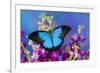 Australian Mountain Blue Swallowtail Butterfly-Darrell Gulin-Framed Photographic Print