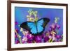 Australian Mountain Blue Swallowtail Butterfly-Darrell Gulin-Framed Photographic Print