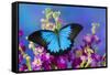 Australian Mountain Blue Swallowtail Butterfly-Darrell Gulin-Framed Stretched Canvas