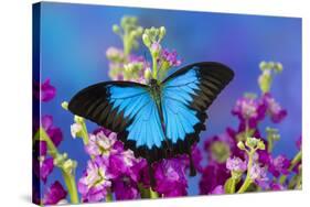 Australian Mountain Blue Swallowtail Butterfly-Darrell Gulin-Stretched Canvas
