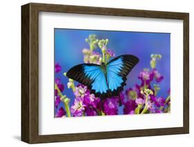 Australian Mountain Blue Swallowtail Butterfly-Darrell Gulin-Framed Photographic Print