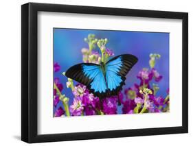 Australian Mountain Blue Swallowtail Butterfly-Darrell Gulin-Framed Photographic Print