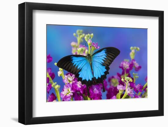 Australian Mountain Blue Swallowtail Butterfly-Darrell Gulin-Framed Photographic Print