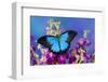 Australian Mountain Blue Swallowtail Butterfly-Darrell Gulin-Framed Photographic Print